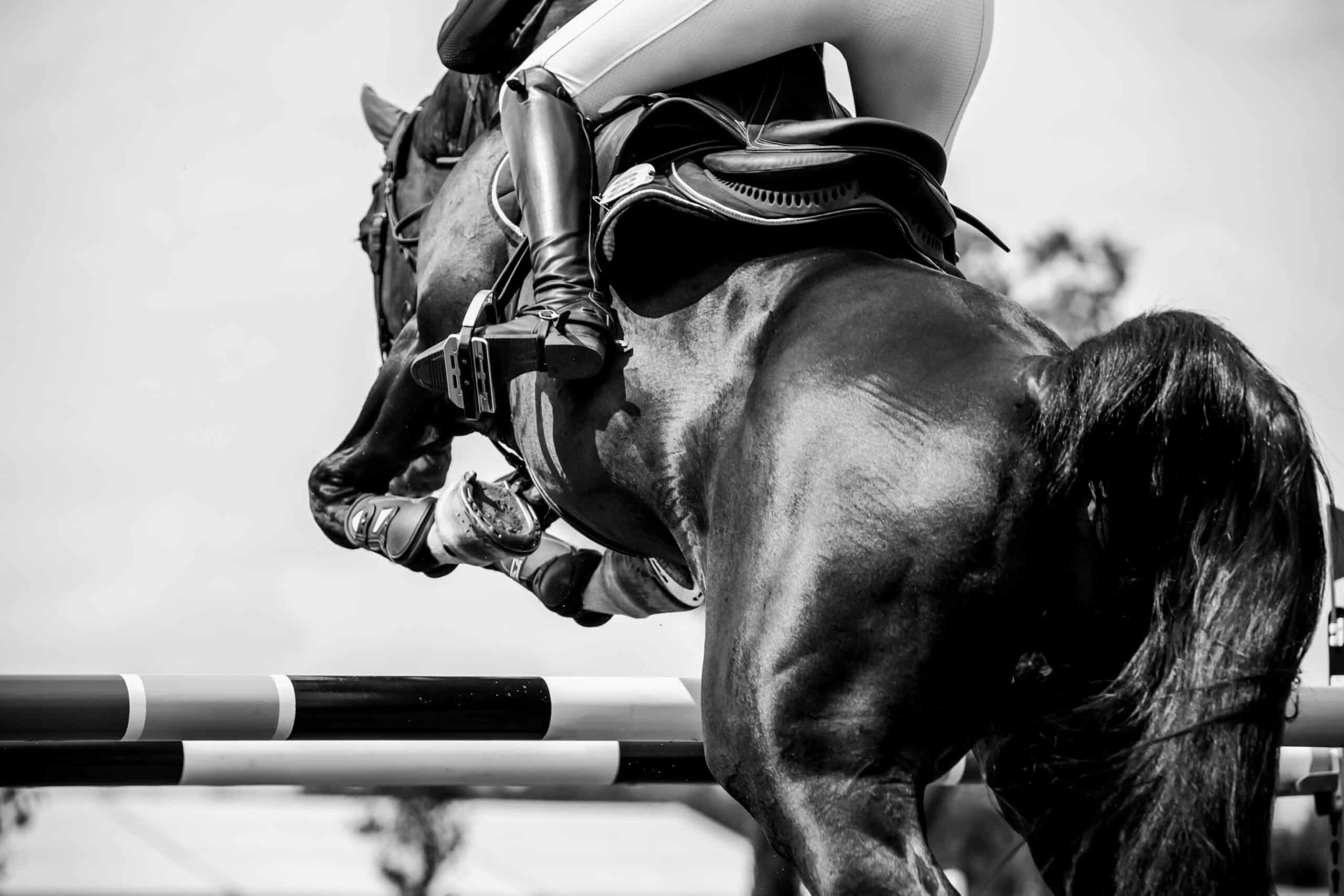 Show jumper clearing an obstacle