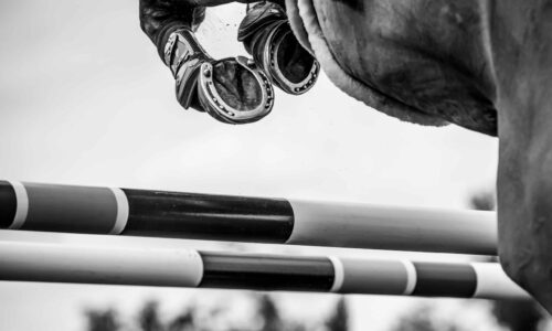 Balanced Diet, Better Jumps: Nutrition Secrets for High-Performance Horses